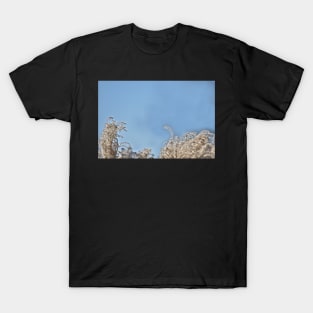 Pampas Grass Head T-Shirt